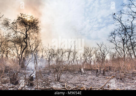 Ein buschfeuer Tränen über den zentralen River Region, Gambia, während hohe Temperaturen im März 2018. Stockfoto