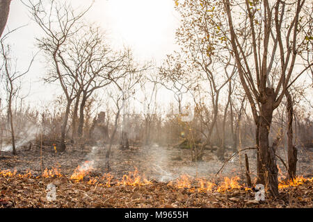 Ein buschfeuer Tränen über den zentralen River Region, Gambia, während hohe Temperaturen im März 2018. Stockfoto