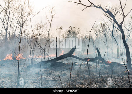 Ein buschfeuer Tränen über den zentralen River Region, Gambia, während hohe Temperaturen im März 2018. Stockfoto