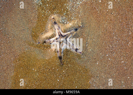 Sea Star auf der im Sand in der Nähe begraben, Stockfoto