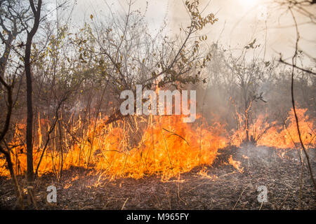 Ein buschfeuer Tränen über den zentralen River Region, Gambia, während hohe Temperaturen im März 2018. Stockfoto