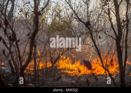 Ein buschfeuer Tränen über den zentralen River Region, Gambia, während hohe Temperaturen im März 2018. Stockfoto