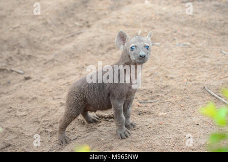 Südafrika ist ein beliebtes Reiseziel für seine Mischung aus echten afrikanischen und europäischen Erfahrungen. Kruger Park baby Hyäne. Stockfoto