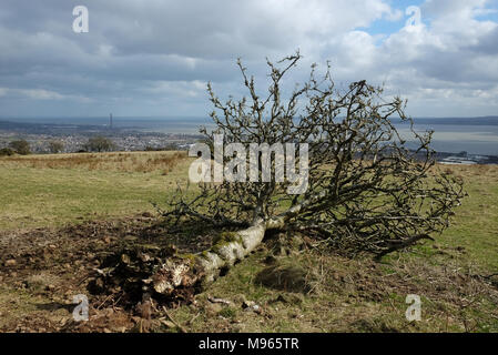 Gefallenen Baum auf der Knockagh, über Carrickfergus Stockfoto