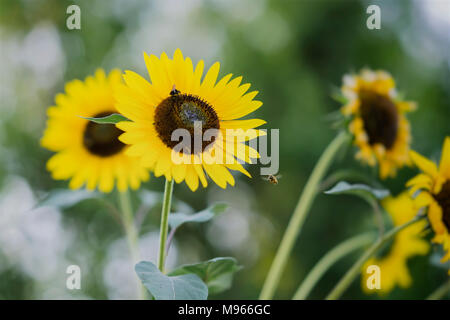 Dekorative goldene gelbe Sonnenblumen im Feld mit Bienen, close-up Stockfoto