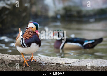 Mandarin Ente am Rande des Teiches, der Mandarin duck ist ein Hocken Entenarten in Ostasien gefunden Stockfoto
