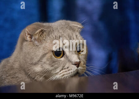Grau lop-eared cat Stockfoto