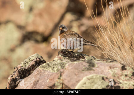 Farblich abgestimmte Grau gekrönt Rosy Finch Stockfoto