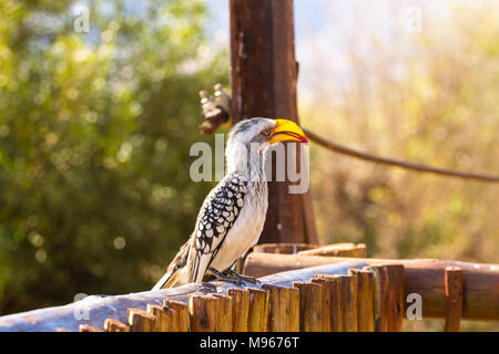 Southern Yellow-billed Hornbill in der Nähe von Pilanesberg Nationalpark, Südafrika. Safari und die Tierwelt. Vogelbeobachtung. Tockus leucomelas Stockfoto