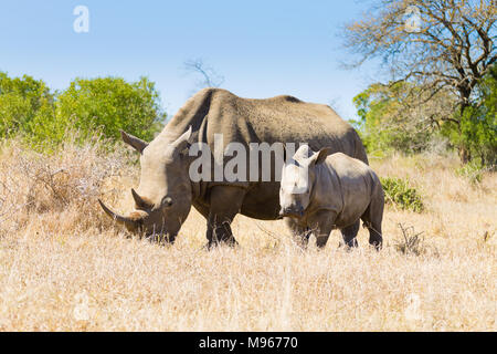 Breitmaulnashorn-Frau mit Welpen, von Hluhluwe-Imfolozi-Park, Südafrika. Afrikanische Tierwelt. Ceratotherium simum Stockfoto