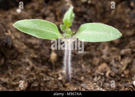 Junge Kirschtomate Sämling wächst in Innen- Stecker 2018 Stockfoto