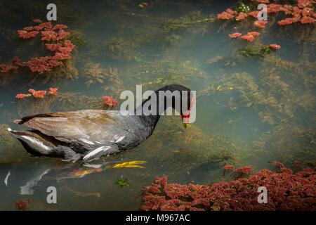 Hawaiian gemeinsame Moorhuhn Stockfoto