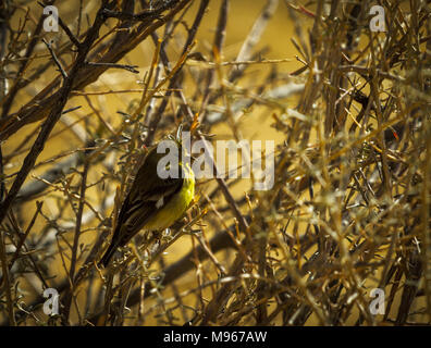 Pine Warbler sitzen in einem dornigen Busch Stockfoto