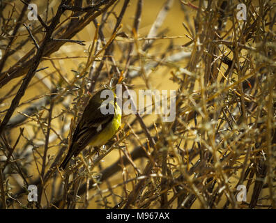 Pine Warbler sitzen in einem dornigen Busch Stockfoto