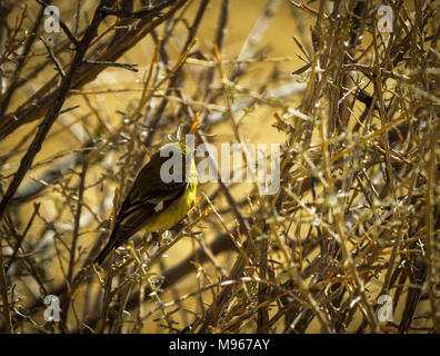 Pine Warbler sitzen in einem dornigen Busch Stockfoto