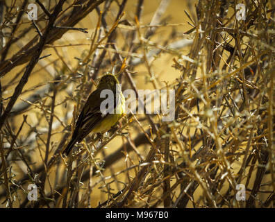 Pine Warbler sitzen in einem dornigen Busch Stockfoto