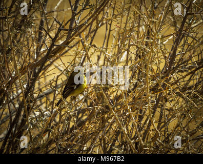 Pine Warbler sitzen in einem dornigen Busch Stockfoto