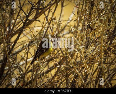 Pine Warbler sitzen in einem dornigen Busch Stockfoto