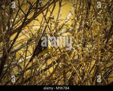 Pine Warbler sitzen in einem dornigen Busch Stockfoto