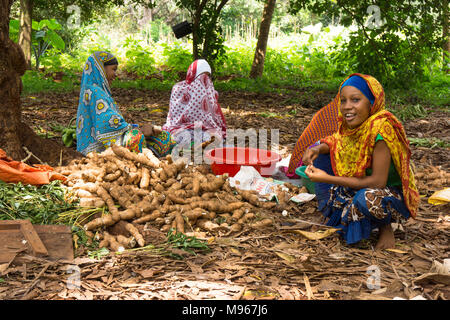 Gruppe von jungen Frauen arbeiten mit Maniok Manihot esculenta, Wurzeln, die für den menschlichen und tierischen Verbrauch in Sansibar verwendet werden, Ostafrika Stockfoto