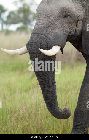 Afrikanischer Elefant (Loxodonta africana). Nach Bulle in musth. Chobe National Park. Okavango Delta. Botswana. Afrika.