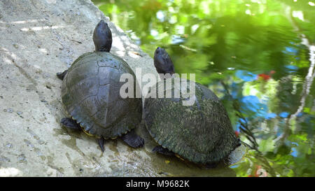 Zwei westlichen kaspischen Schildkröten auf einem Felsen isoliert Stockfoto