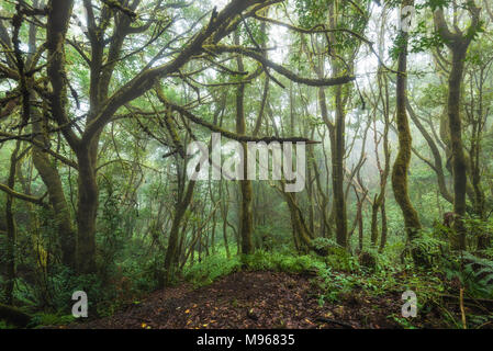 Magic Laurisilva Regenwald im Anagagebirge, Teneriffa, Kanarische Inseln, Spanien. Stockfoto