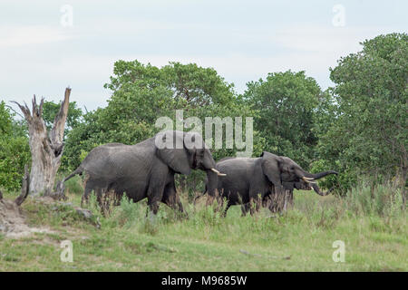 Afrikanischer Elefant (Loxodonta africana). Erwachsene Bullen in musth, durchsuchen Sie die Fütterung von unteren baum laub. National Park. Okavango Delta. Botswana. Afrika. Stockfoto