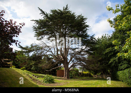 Monterey Zypern Baum in einem Devon Garten - Cupressus macrocarpa, mit einem Garten unter Schuppen Stockfoto