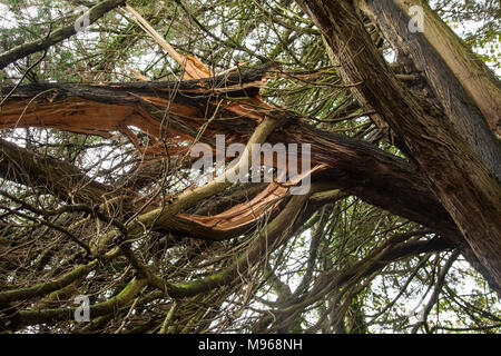 Filiale einer Monterey Zypern baum Riß in Stürmen, Devon gebrochen. Stockfoto