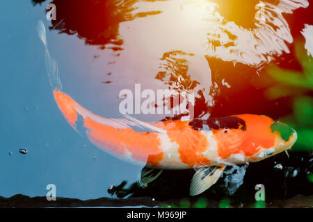 Japanische Koi Karpfen Fisch im Teich vintage colortone Stockfoto