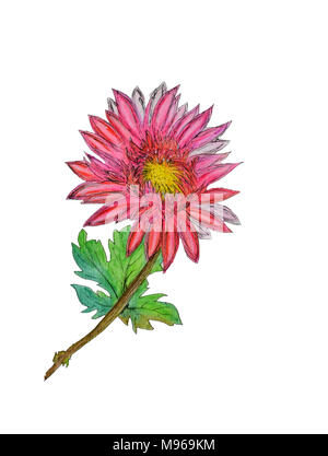 Aquarell von Hand bemalt Chrysantheme. Als Hintergrund für die Hochzeit Einladungen, Grußkarten, Postkarten, Muster, Textildesign, wallpap Stockfoto