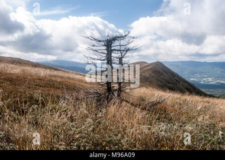 Landschaft Herbst Polonina Wetlinska in der Nähe von Hnatowe Berdo mit Hügeln, Wiese, Baum chicot (stumpf) und blauer Himmel im südöstlichen Polen Stockfoto