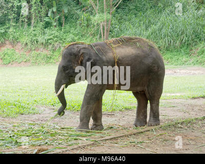 Junge männliche indischen Elefanten essen Gras, während zwischen der Show in Elephant Camp im nördlichen Teil von Thailand brechen Stockfoto