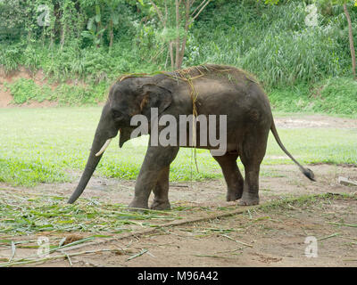 Junge männliche indischen Elefanten essen Gras, während zwischen der Show in Elephant Camp im nördlichen Teil von Thailand brechen Stockfoto