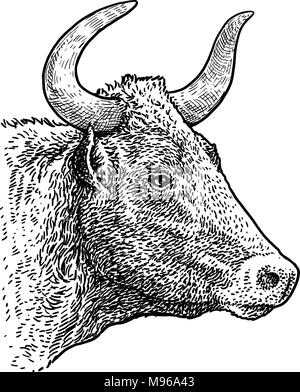 Stierkopf Portrait Illustration, Zeichnung, Gravieren, Tinte, Strichzeichnungen, Vektor Stock Vektor