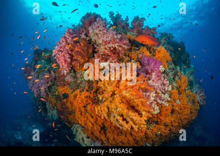 Soft Coral, anthias, coral Grouper an einer lebendigen Korallenriff Misool, Raja Ampat, West Papua, Indonesien. Stockfoto