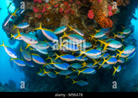 Verschlusszeit Foto der Schule Füsiliere schwimmen unter einem Felsen auf ein Korallenriff in Raja Ampat Marine Park, West Papua, Indonesien. Stockfoto