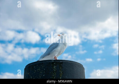 Seagull sitzt auf einem Poller im Hafen, Niendorf, Ostsee, Schleswig-Holstein, Deutschland, Europa Stockfoto