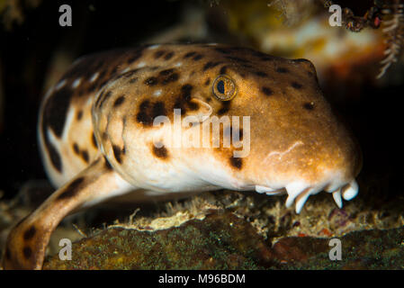 Der Kopf eines Raja Ampat' Walking Shark' (Hemiscyllium freycineti), die in einer felsigen Felsspalte Misool, Raja Ampat, Indonesien eingebettet ist. Stockfoto