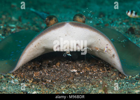 Ein blaupunktrochen Stingray, Dasyatis kuhlii, Putzergarnelen, Urocaridella antonbruunii, der Lembeh Insel, Lembeh Strait, Pazifischer Ozean, Indo gereinigt Stockfoto