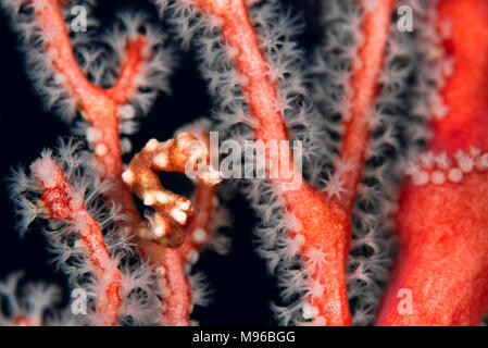 Eine winzige & Süß" Raja Ampat' Pygmy Seepferdchen (Hippocampus Denise) auf einem Meer Fan mit seiner Polypen öffnen, Misool, Raja Ampat Marine Park, Indonesien. Stockfoto