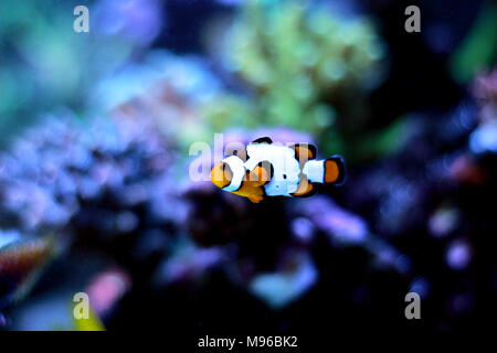 Clownfisch Die beliebtesten Fische in Aquarien Stockfoto