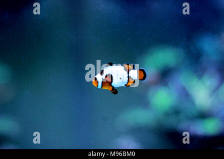 Clownfisch Die beliebtesten Fische in Aquarien Stockfoto
