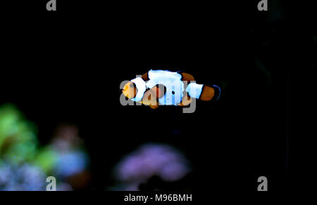 Clownfisch Die beliebtesten Fische in Aquarien Stockfoto