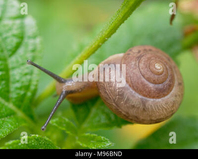 Braune Schnecke, die Ihren Schleim verwendet wird, Gesichtsmaske, mit Spirale Shell kriechen im Garten am Baum zeigen Konzepte von Ruhe, Entspannung, langsam, oder faul Stockfoto