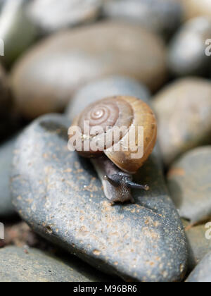 Braune Schnecke, die Ihren Schleim verwendet wird, Gesichtsmaske, mit Spirale Shell kriechen im Garten auf die ovale Form rock show Konzepte von Ruhe, Entspannung, langsam, oder faul Stockfoto