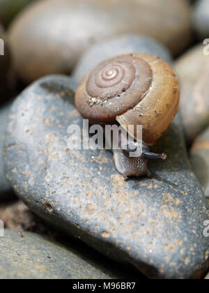 Braune Schnecke, die Ihren Schleim verwendet wird, Gesichtsmaske, mit Spirale Shell kriechen im Garten auf die ovale Form rock show Konzepte von Ruhe, Entspannung, langsam, oder faul Stockfoto