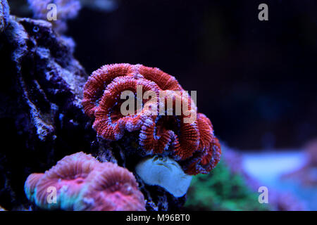 Rote Acanthastrea LPS Korallen im Aquarium Tank Stockfoto