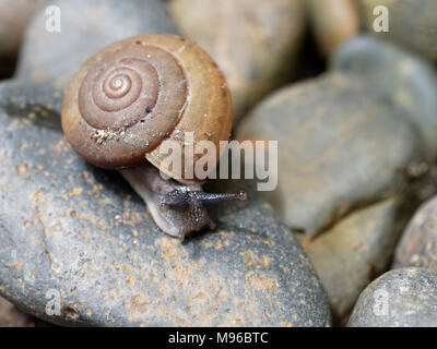 Braune Schnecke, die Ihren Schleim verwendet wird, Gesichtsmaske, mit Spirale Shell kriechen im Garten auf die ovale Form rock show Konzepte von Ruhe, Entspannung, langsam, oder faul Stockfoto